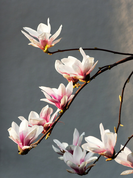 Magnolia