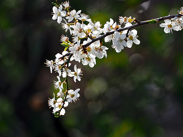 Mirabellenblüten