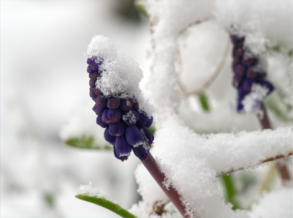 Aprilschnee 3