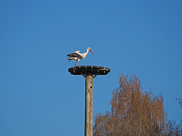 wieder allein