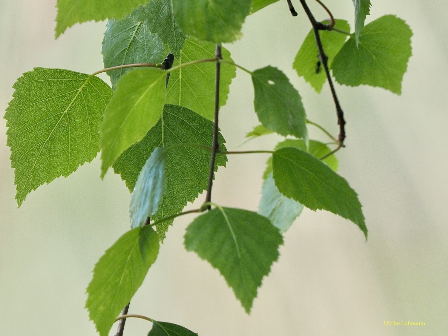 Birkenlaub Birkenlaub