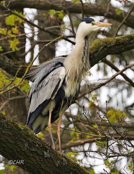 GR mit Gänsehaut_4302920.jpg
