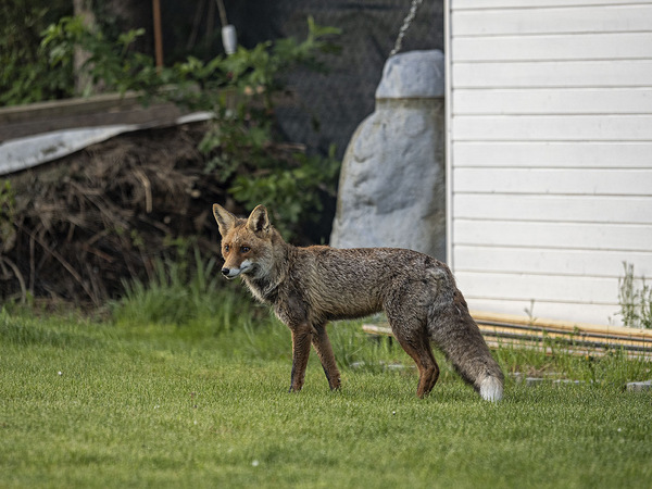 Neugieriger Fuchs