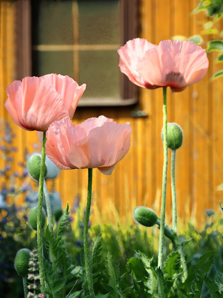 Papaver orientale 'Prinzessin Viktoria Luise'