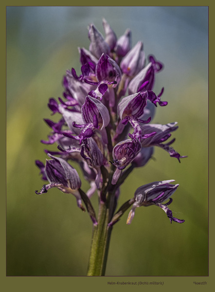 Helm-Knabenkraut