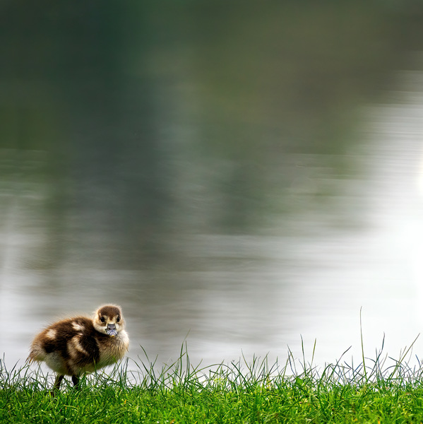Nilgans_Küken02