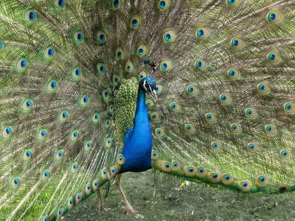 Blauer Pfau