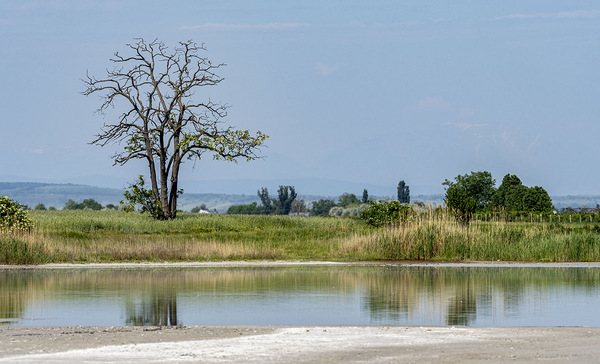 Lacke im Nationalpark "Neusiedler See"