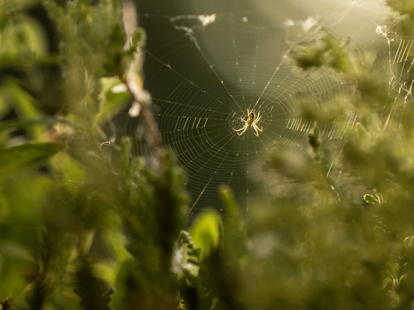 Spiderlings Tageswerk