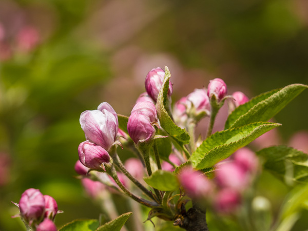 Blüte.jpg