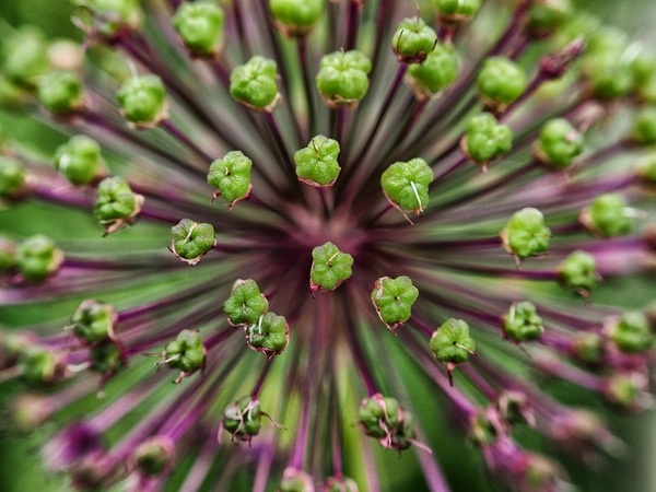 Allium.JPG