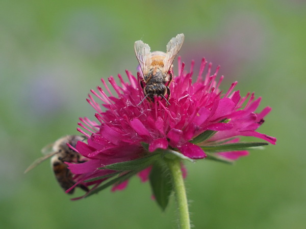 Bienen.JPG