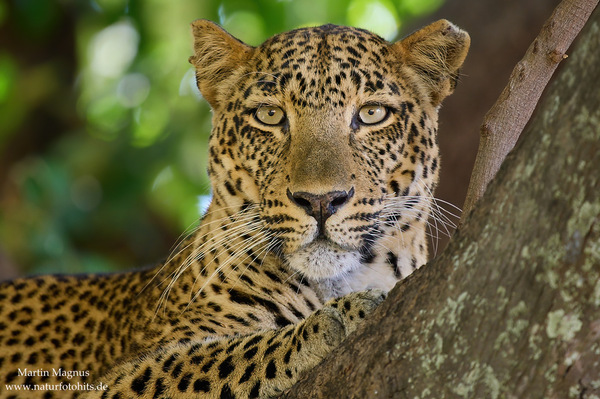 Leopard