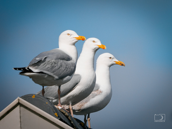 Formation