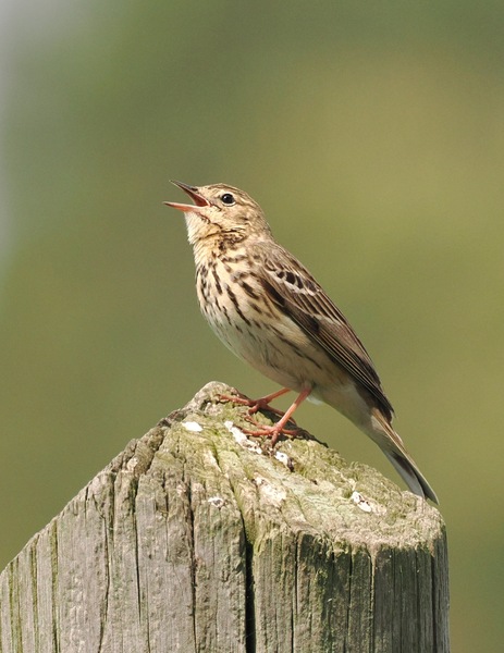 Baumpieper
