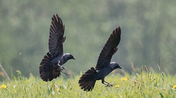 Dohlen Flugshow ....