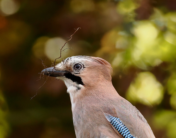 Eichelhäher mit Nistmaterial