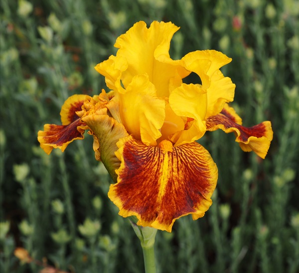 Iris ...