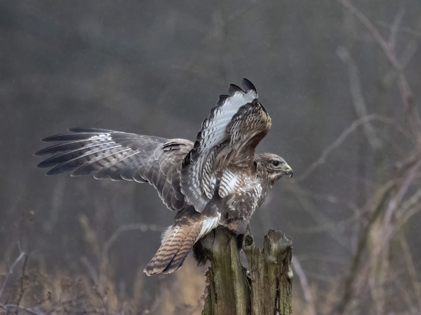 Vogelbeobachtung-8.jpg