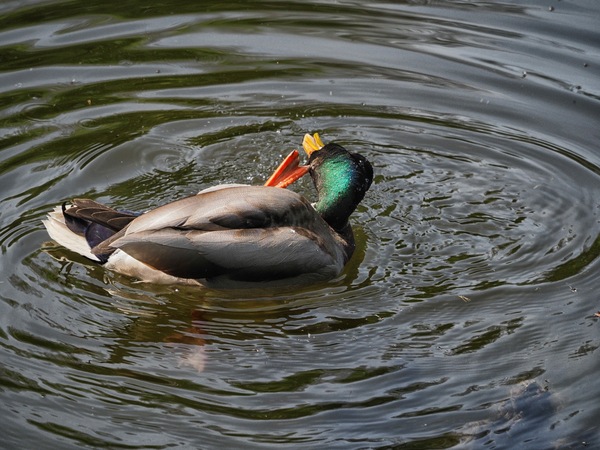 Enten-gymnastik