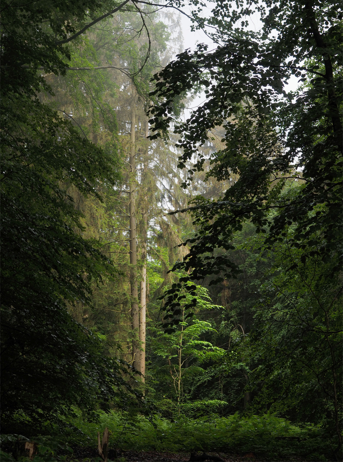 Nach dem Regen Nach dem Regen