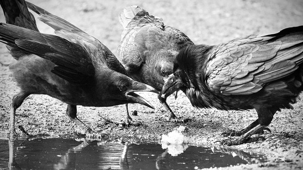Fütterung der Jungvögel