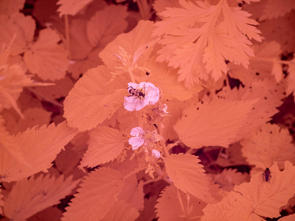 Blüte in IR-1.jpg