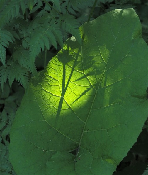 Grünes Schattenbild.JPG