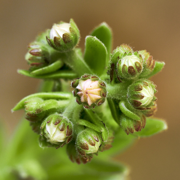 Im Steingarten 2.jpg