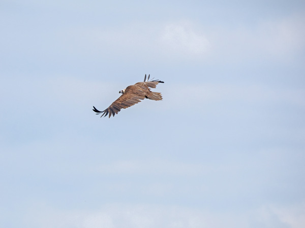 Cinereous Vulture (Aegypius monachus) P5020244-2
