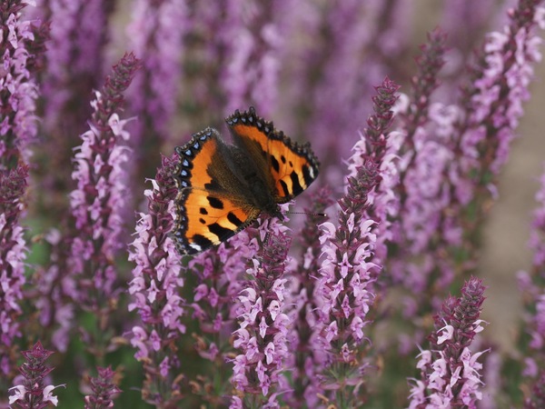 Kleiner Fuchs auf Gartensalbei