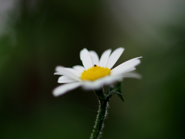 Margerite 1.JPG