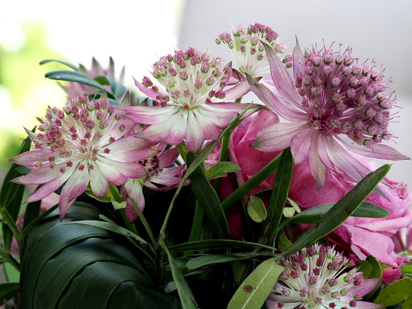 Blumengrün.JPG