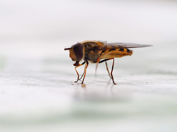 ist ne Schwebfliege