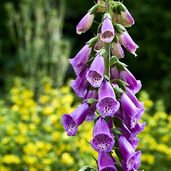 Giftige Glocken_.jpg