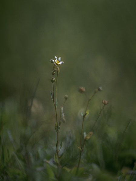 Blümchen