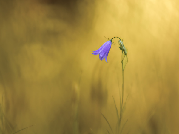 Glockenblume