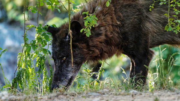Tiere in Gefangenschaft.jpg