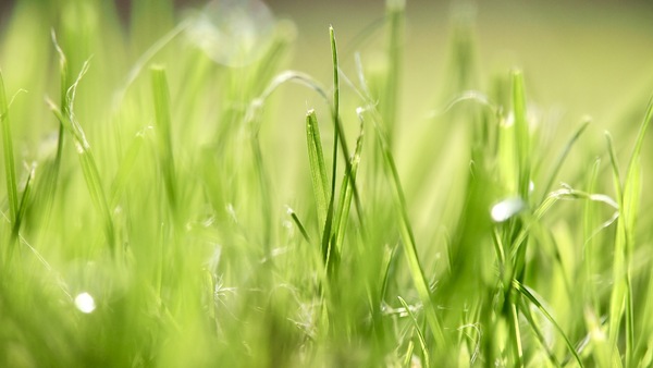 ....nur Gras