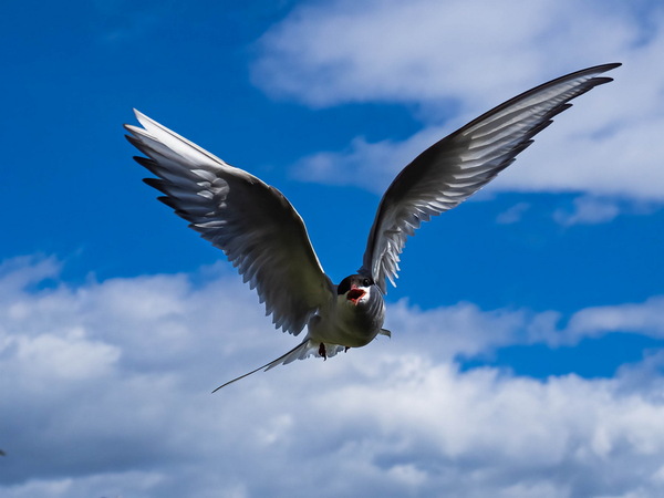 Angry Bird