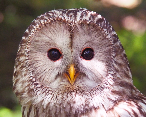 Schau mir in die Augen, Kleines (Mäuschen 🐁)