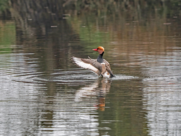 Red-crested pochard (Netta rufina) P3150034