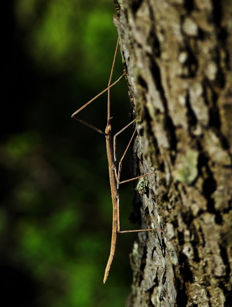 Stabschrecke Medauroidea extradentata_6080347.jpg