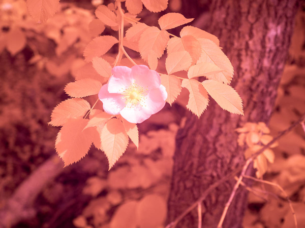 Blüte in IR-2.jpg