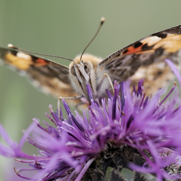 Distelfalter auf Distel