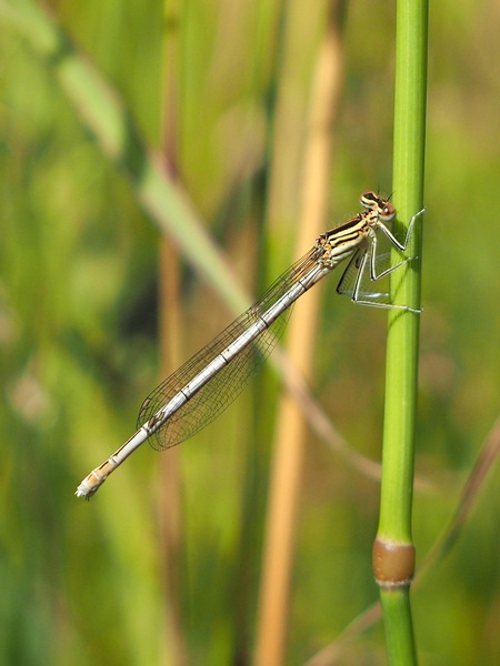 Libelle