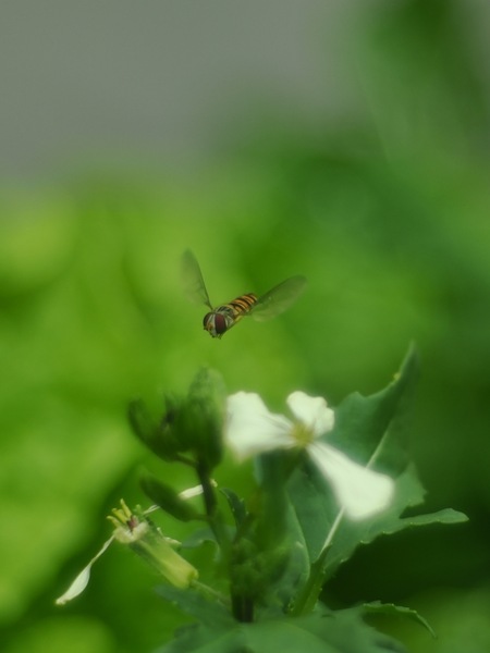 Schwebfliege an Salatblüte.jpg