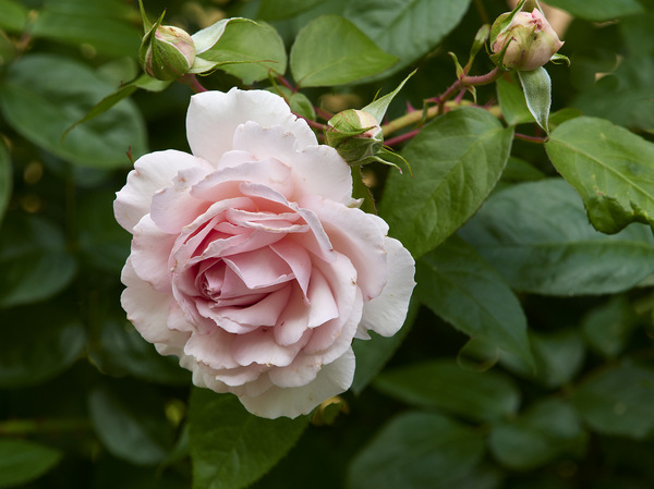 Rose_.jpg