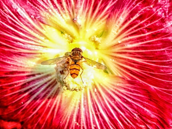 Schwebfliege.JPG