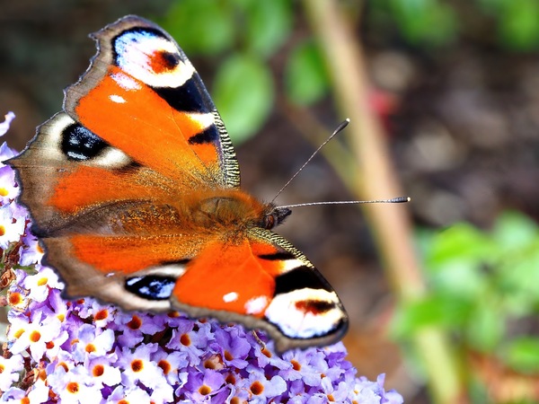 Scmetterling_web.jpg